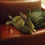 @willie.the.rabbit - Instagram