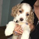 Willie Randolph Calbi🐶 - @widdle_willie - Instagram