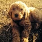 Willie Nelson Riggs-Shurtleff - @itsmewillieshurtleff - Instagram
