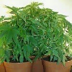 Will runner - @420_loveganja - Instagram