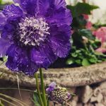Aspidistra nursery - @aspidistra_willieschmidt - Instagram