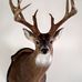 Willie Shaffer - Facebook
