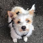 Willie aka ‘Bubba Snuggs’ - @willie_on_the_street - Instagram
