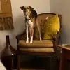 Willow the dog - @willieonthestreet - TikTok