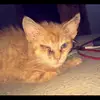 Pablo - @williewayne_ - TikTok