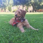 Willie Wayne Robertson - @williewayne_thedoodle - Instagram