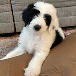 Sir (Waylon) Willie Weber - @sir_willie_weber - Instagram