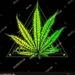 David Colotti - @willie_weeds - Instagram