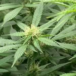 Good-Weed - @willie_good_weed - Instagram