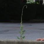 Willie the Weed - @cutestweed - Instagram