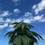 Willie The Weed Boy - @williesweedfarm - Instagram