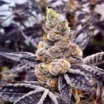 Willie Weed - @cheebalvr - Instagram