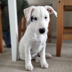 Willie Weir the Bulltease Dog - @willie_weir - Instagram