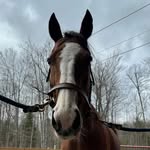 Willie Wiggins - @willie.wiggins.eventing - Instagram