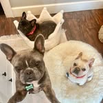 Willie, Winnie & Rex - @willie.winnie.rex - Instagram
