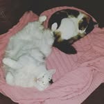 Willie, Winnie and Walter - @willie_winnie_and_walter - Instagram