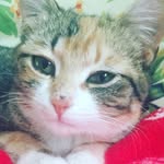 Winnie The Cat - @wee_willie_winnie - Instagram