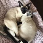Willie & Winston - @we_are_siamese_willie_winston - Instagram