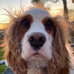 Willie Winston - @willie.winston.the.cavalier - Instagram