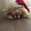 williewinston8-grace - @williewinston8 - TikTok