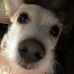 willie - @wittlewillie - Instagram