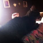 Willie 🐱 - @_willie_woo_ - Instagram