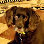 Willis Boykin - @willis.boykin.spaniel - Instagram