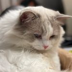 Willis Chan - @willischan816 - Instagram