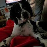 Bertie Willis Cox - @dogfan96 - Instagram