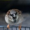 willis.thehousesparr - @willis.thehousesparrow - TikTok