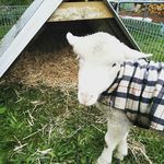 Willis - @willis_the_lamb - Instagram