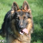 Willis Lewis - @willis_lewisgermanshepherd - Instagram