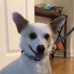 Willis Long - @willisandthecomfycouch - Instagram