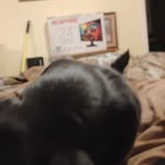 Willis Wheeler - @bigwill_or_ohtanu - Instagram