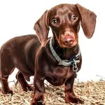 Willis Williams - @willisthesausagedog - Instagram