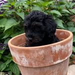 Wilson - @wilson.willis.woods - Instagram