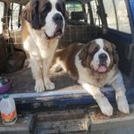 TOM ROLLINGS - @doc_willow_saint_bernards - Instagram