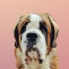Whomping Willow - @whompingwillow_stbernard - TikTok