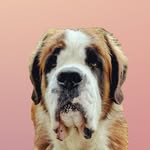 Willow - St.Bernard 🐾 - @whompingwillow_stbernard - Instagram