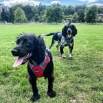 Willow & Bernard CS - @willow.bernard.cs - Instagram