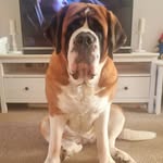 Willow | Saint Bernard - @willow_the_saint_bernard - Instagram