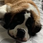 Willow_the_saint_bernard - @willow_the_saint - Instagram