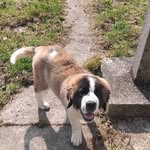 Willow The Saint Bernard - @willowthesaintbernard24 - Instagram