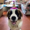 Willow the St. Bernard - @willowthestbernard - TikTok
