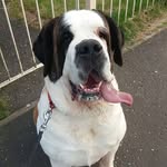willow - @willow.the.st.bernard - Instagram