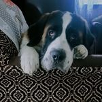 Willow - @willow_thesaintbernard - Instagram