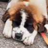 WillowTheSaintBernard24 - @willowthesaintbernard24 - TikTok