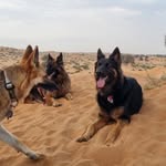 Henessy Willow Cooper Luka Lily - @the_rescuedpack_dxb - Instagram