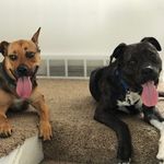 Willow & Cooper - @willowandcooper - Instagram