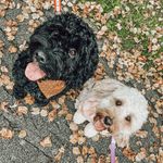 WILLOW & COOPER - @willowandcoopercockapoo - Instagram